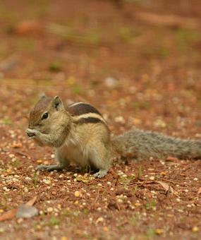 Squirrel on the ground