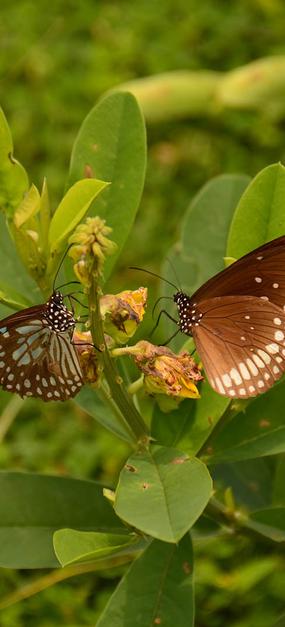 Butterflies on leaves