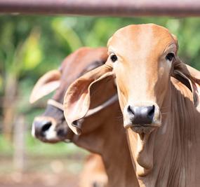 Cows at Gaushala