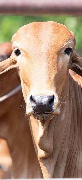 Cows at Gaushala