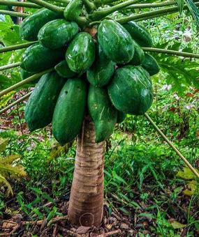 Permaculture produles